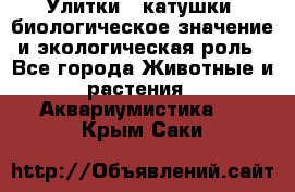 Улитки – катушки: биологическое значение и экологическая роль - Все города Животные и растения » Аквариумистика   . Крым,Саки